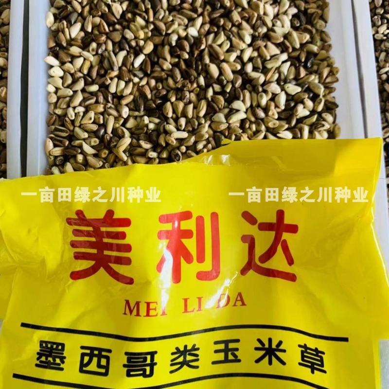 进口墨西哥玉米草抗病高产牧草国产墨西哥玉米草养殖草籽