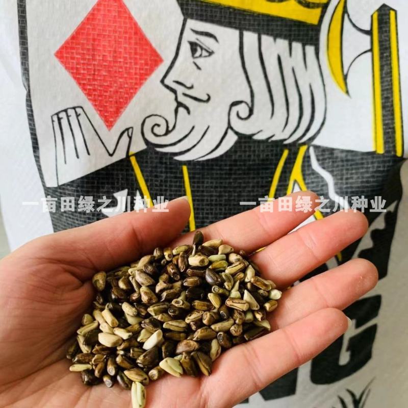 进口墨西哥玉米草抗病高产牧草国产墨西哥玉米草养殖草籽