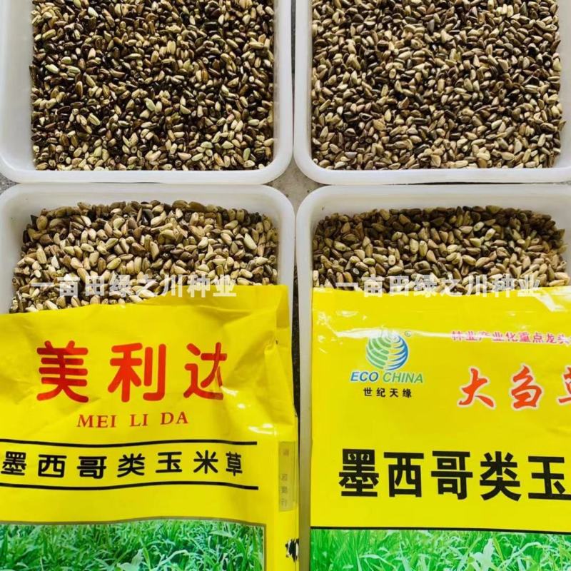 进口墨西哥玉米草抗病高产牧草国产墨西哥玉米草养殖草籽