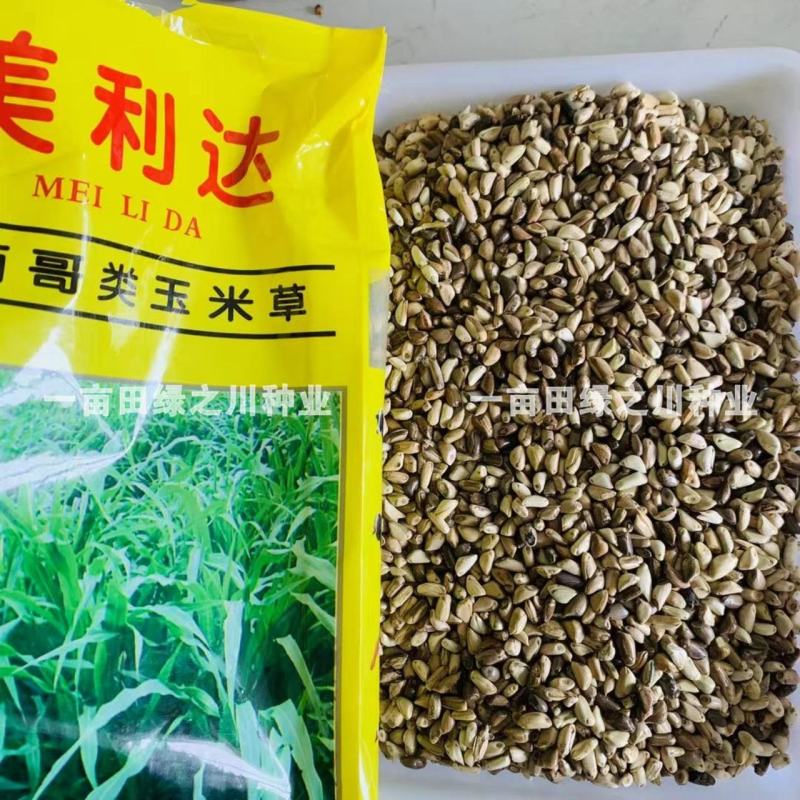 进口墨西哥玉米草抗病高产牧草国产墨西哥玉米草养殖草籽