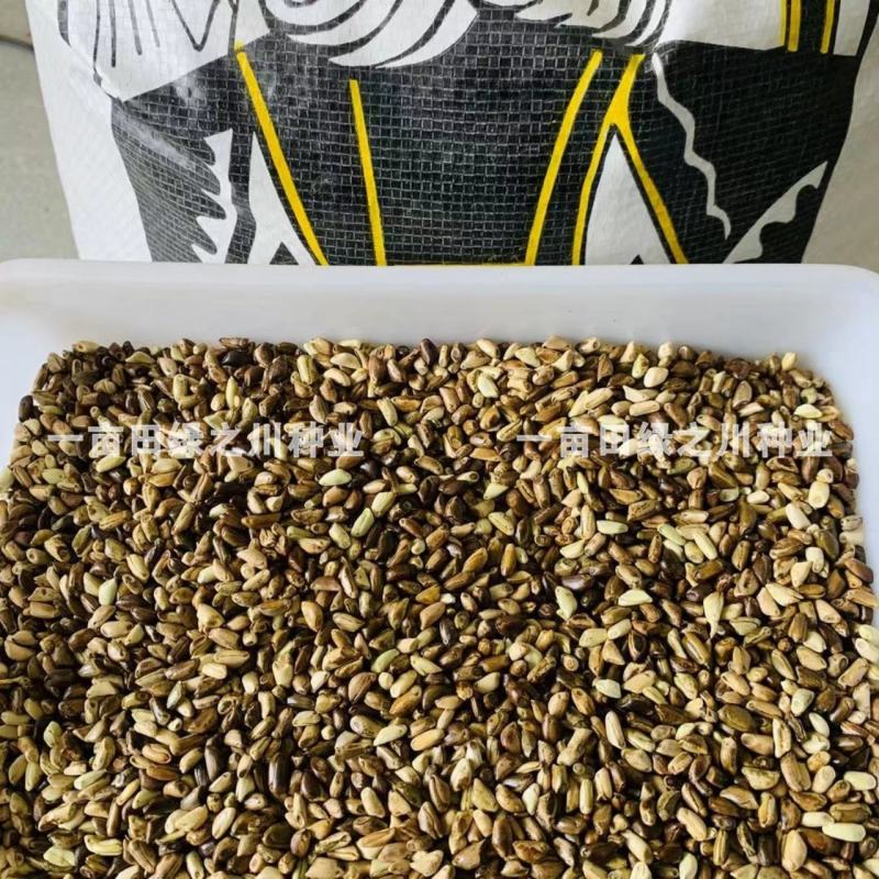 进口墨西哥玉米草抗病高产牧草国产墨西哥玉米草养殖草籽