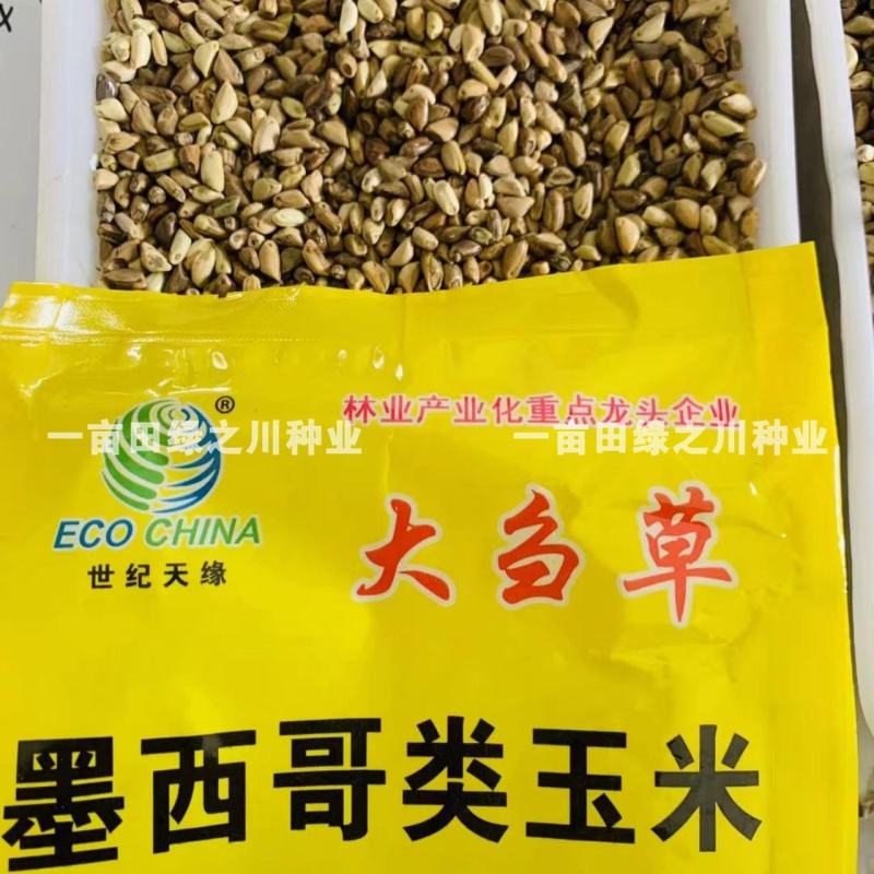 进口墨西哥玉米草抗病高产牧草国产墨西哥玉米草养殖草籽