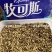 进口墨西哥玉米草抗病高产牧草国产墨西哥玉米草养殖草籽