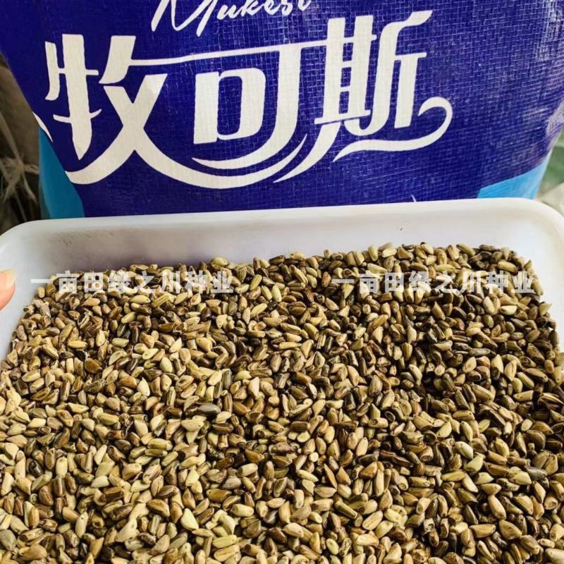 进口墨西哥玉米草抗病高产牧草国产墨西哥玉米草养殖草籽