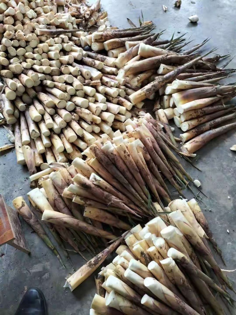 【精品】竹笋苦笋优质高山苦笋货源充足全国发货，品质