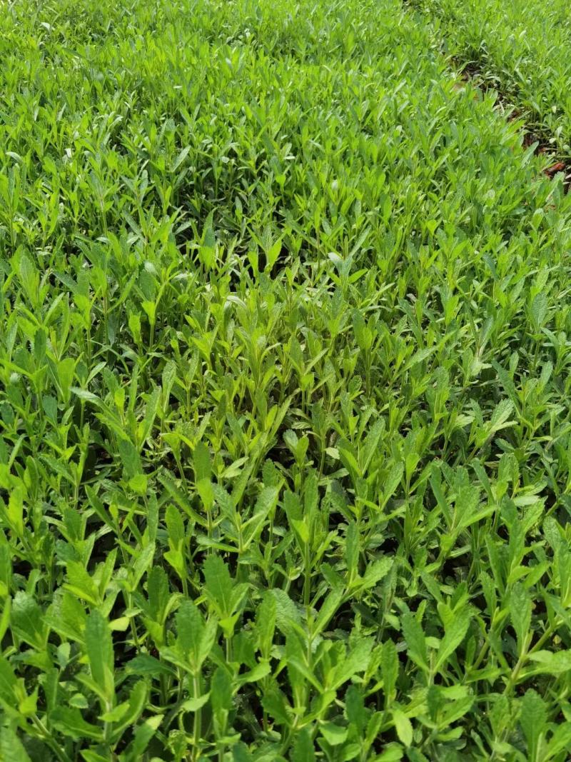 一串红，红盆，小袋，一手货源，欢迎订购！