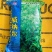 威纳尔原包装进紫花苜蓿种子多年生优质牧草种子适口性好