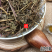 云南野生中药材老鹳草五叶草老贯草