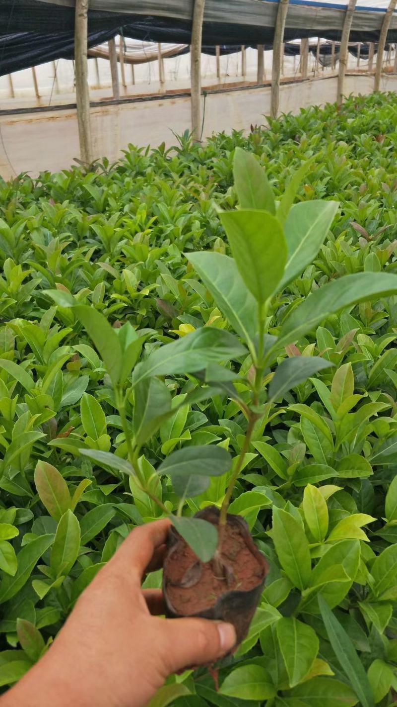 红叶石楠，多年生木本，小袋，大袋，一手货源，欢迎订购