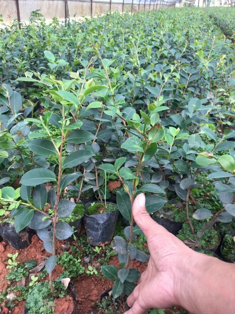 大叶栀子花，小叶栀子花，小袋，红盆，一手货源