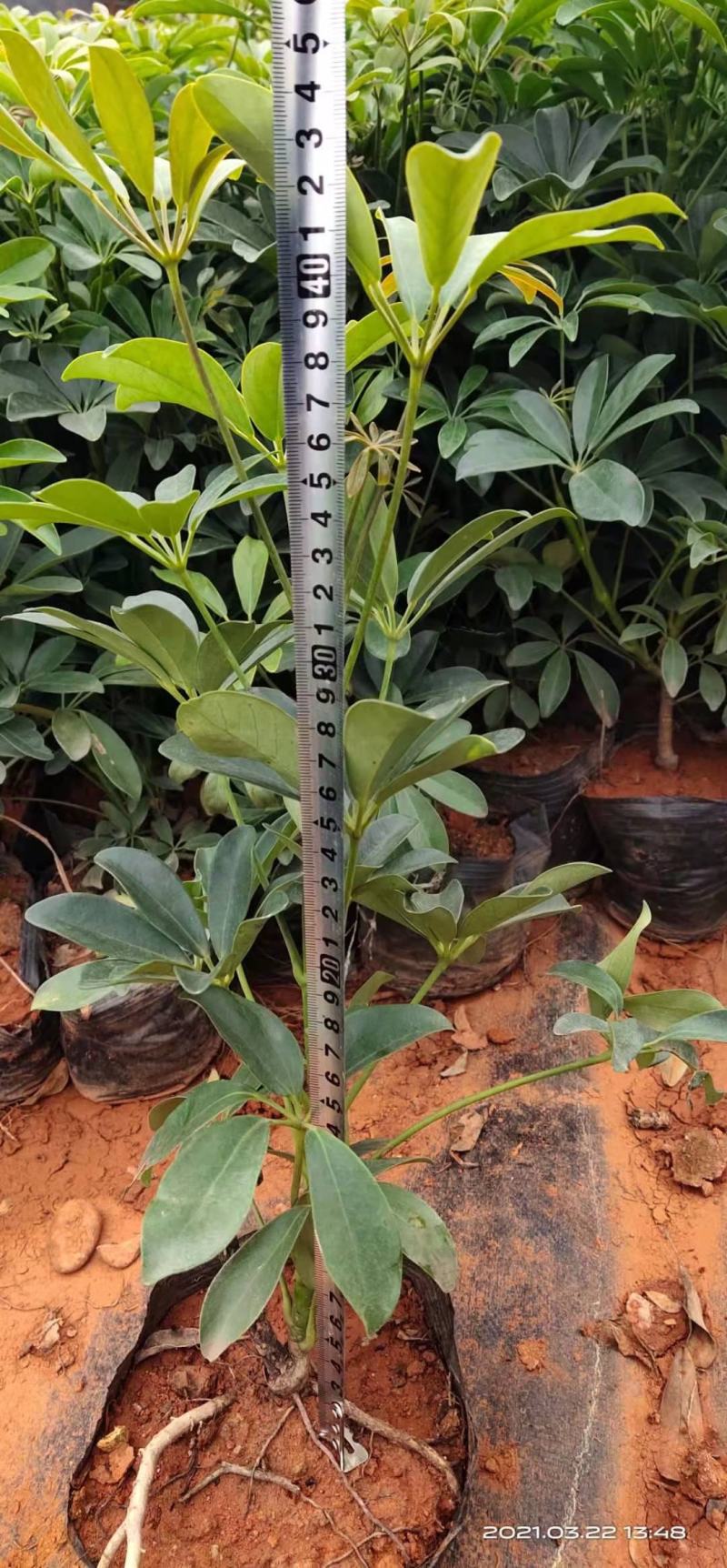 大叶栀子花，小叶栀子花，小袋，红盆，一手货源