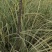 大叶栀子花，小叶栀子花，小袋，红盆，一手货源