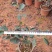 大叶栀子花，小叶栀子花，小袋，红盆，一手货源