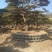精品造型古松油松景观松，山东苗木基地直供，全国发货