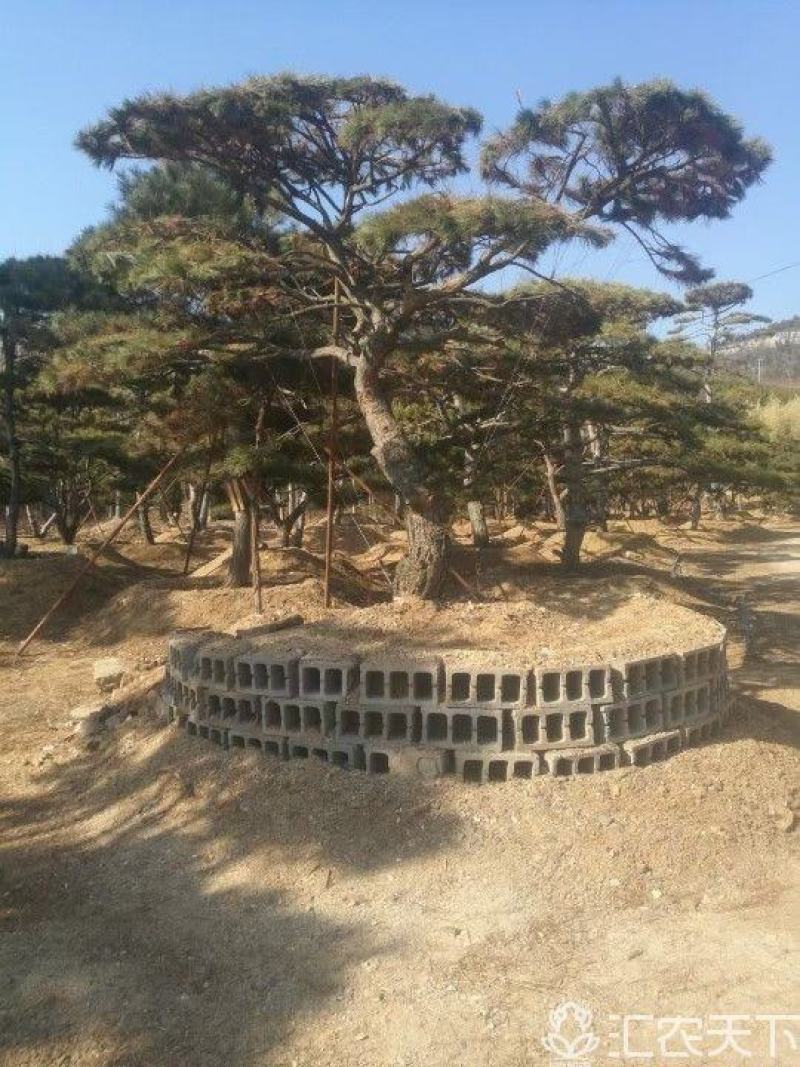 精品造型古松油松景观松，山东苗木基地直供，全国发货