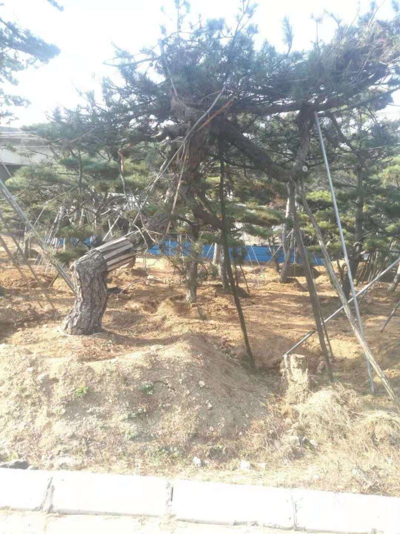 精品造型古松油松景观松，山东苗木基地直供，全国发货