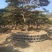 精品造型古松油松景观松，山东苗木基地直供，全国发货
