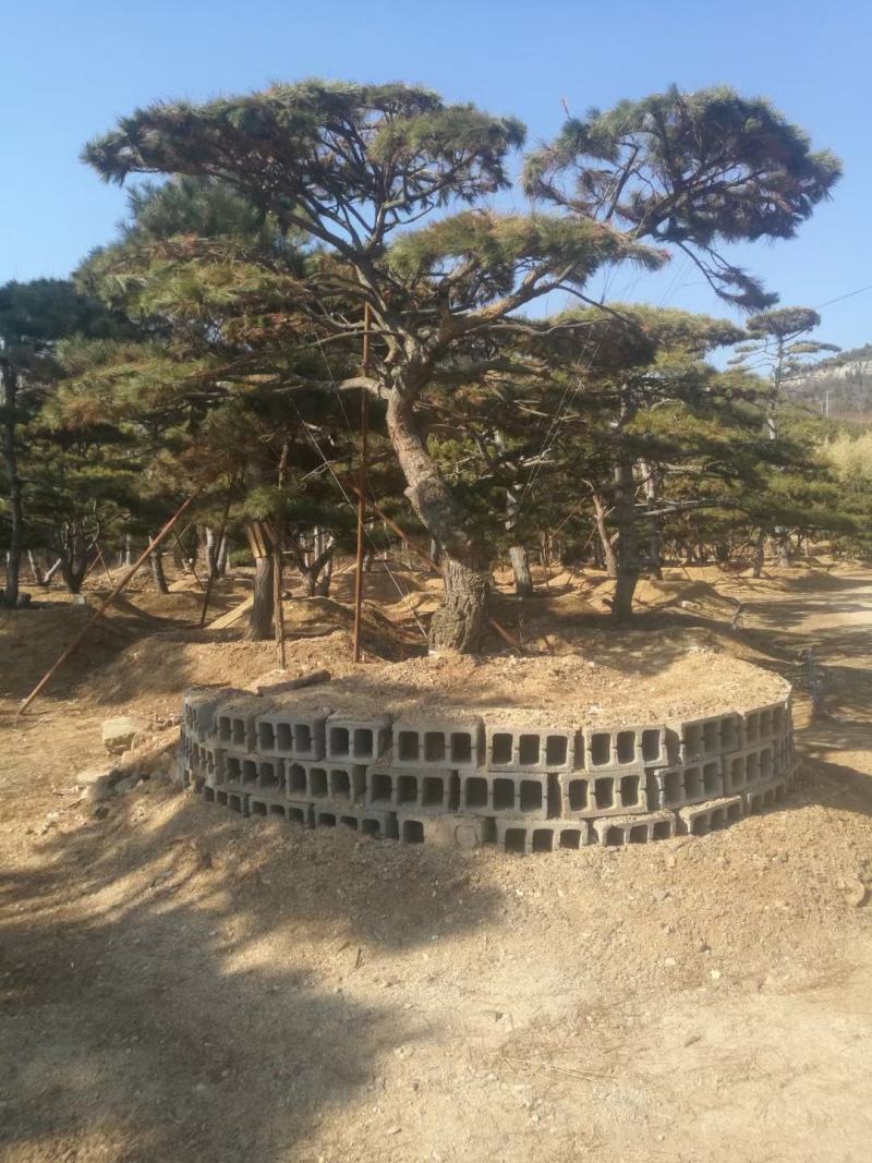 精品造型古松油松景观松，山东苗木基地直供，全国发货