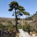 精品造型古松油松景观松，山东苗木基地直供，全国发货
