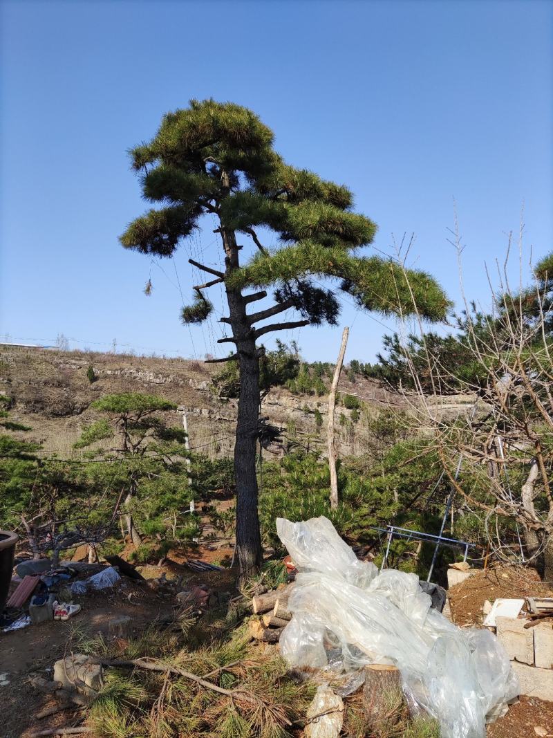 精品造型古松油松景观松，山东苗木基地直供，全国发货