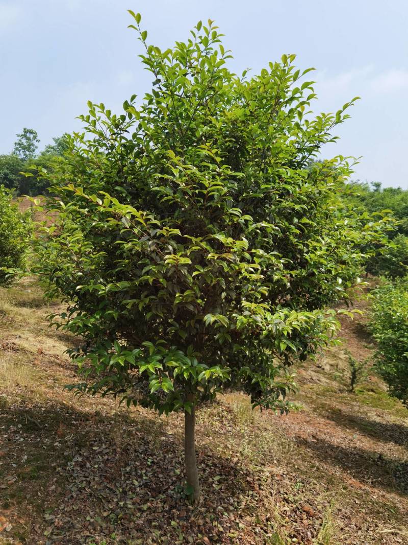 高杆茶梅树，基地种植发货视频看苗选苗品质有保证。