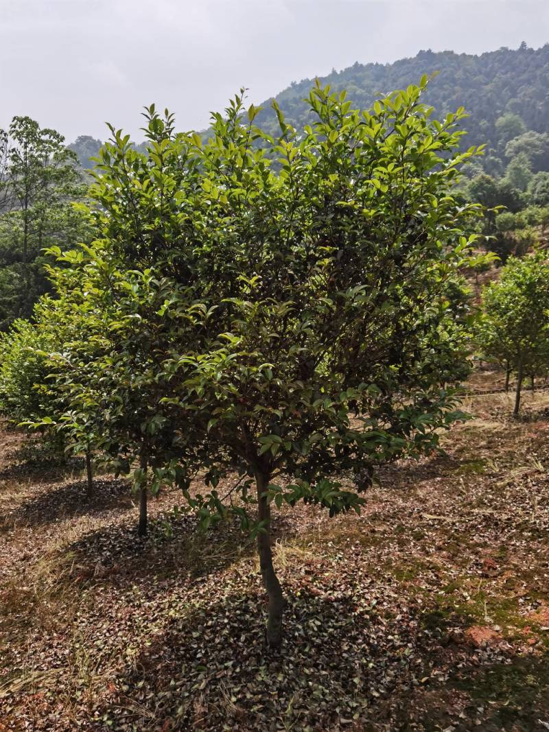 高杆茶梅树，基地种植发货视频看苗选苗品质有保证。