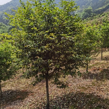 高杆茶梅树，基地种植发货视频看苗选苗品质有保证。