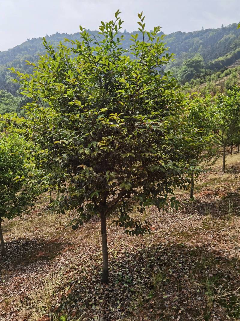 高杆茶梅树，基地种植发货视频看苗选苗品质有保证。