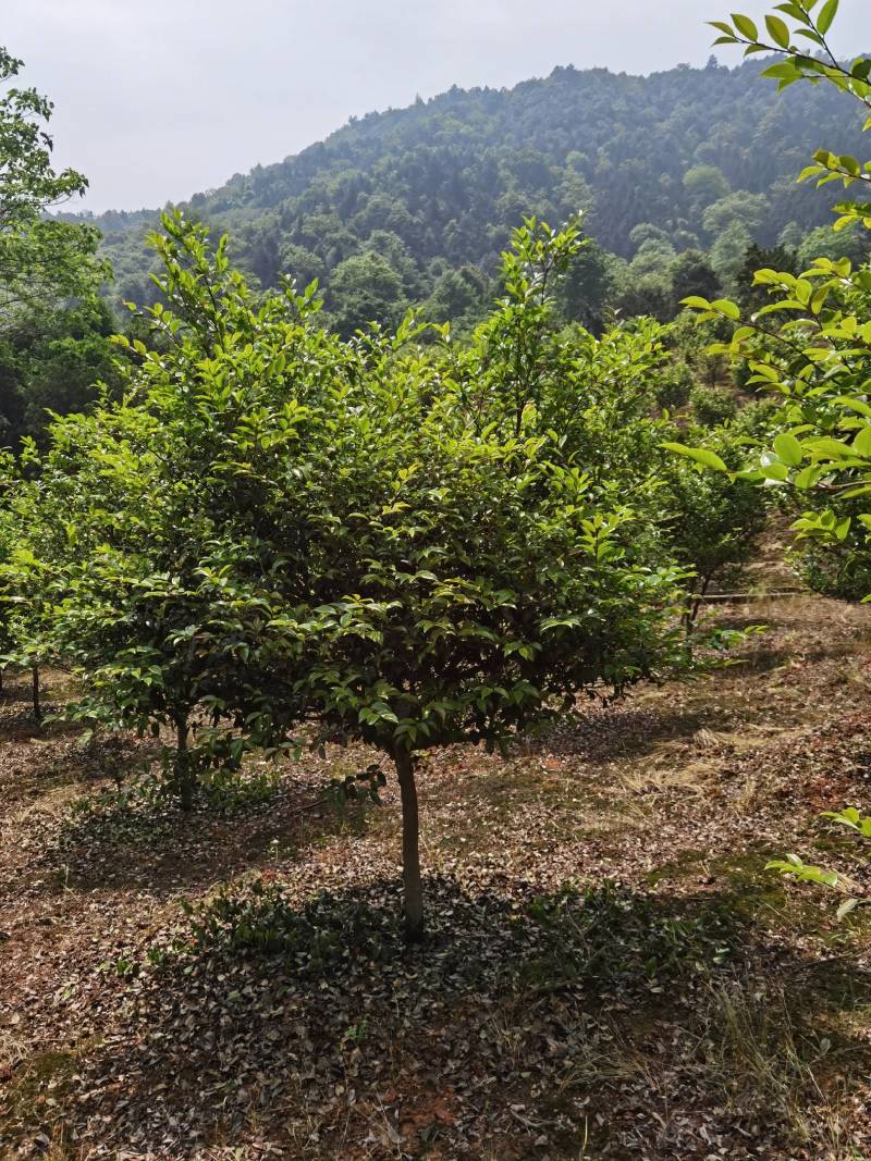 高杆茶梅树，基地种植发货视频看苗选苗品质有保证。