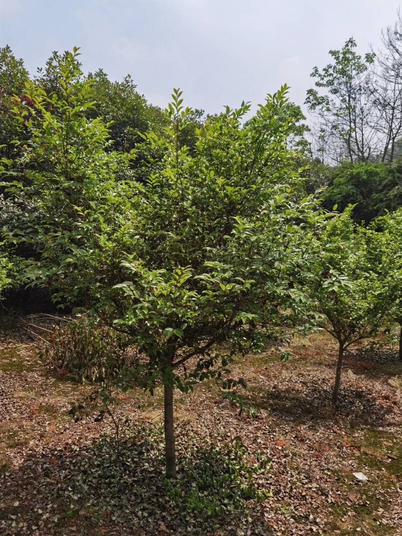 高杆茶梅树，基地种植发货视频看苗选苗品质有保证。