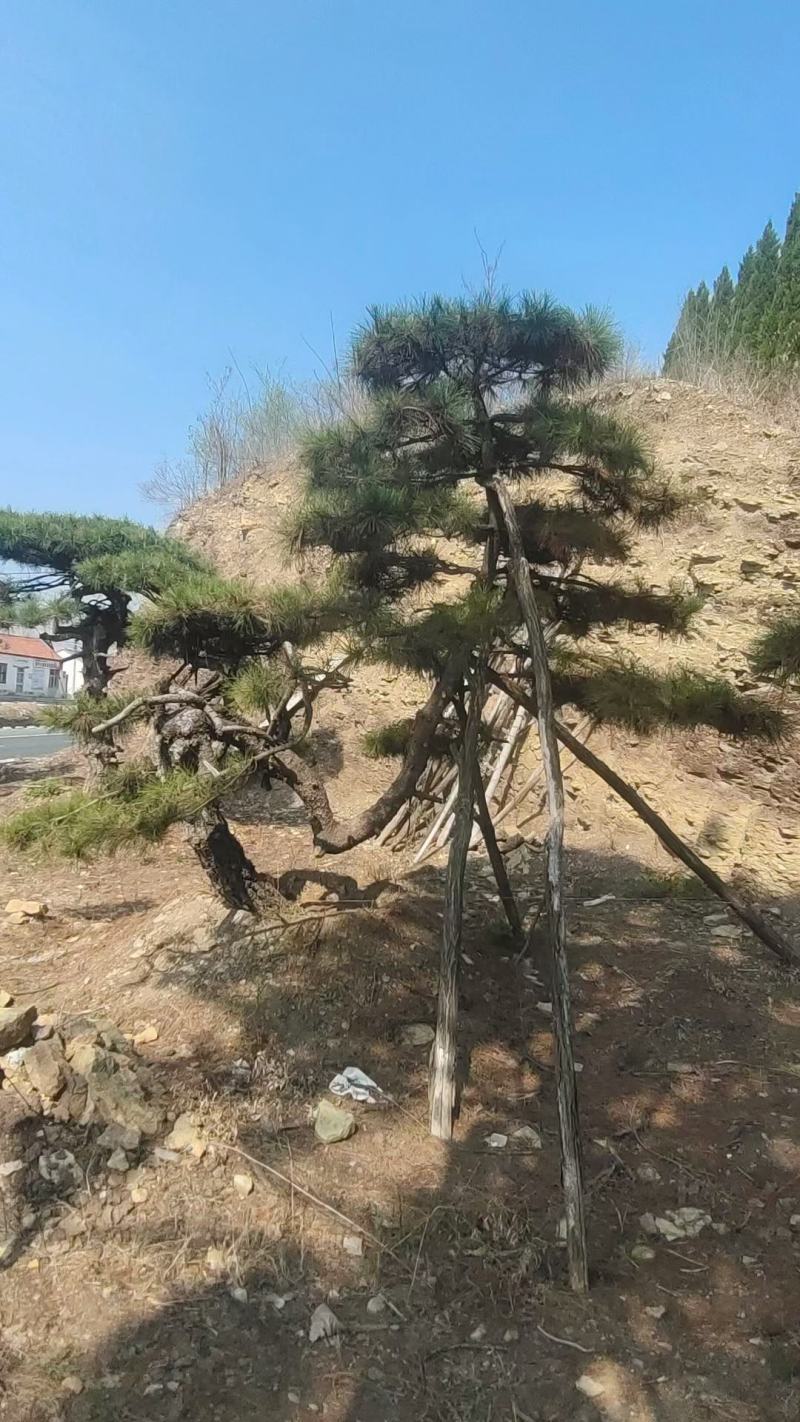 油松景观松黑松造型松，山东苗木基地直供，全国发货