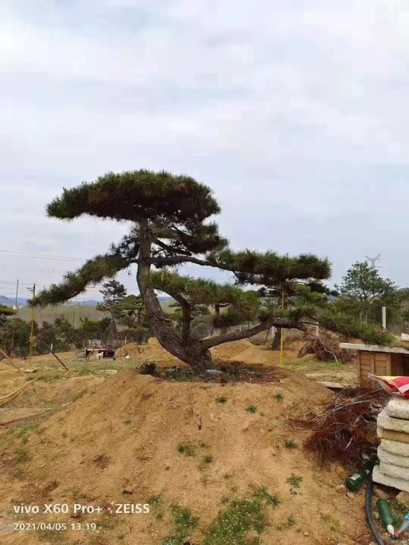 油松景观松黑松造型松，山东苗木基地直供，全国发货