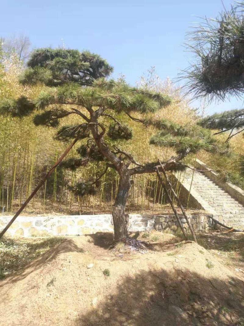 油松景观松黑松造型松，山东苗木基地直供，全国发货