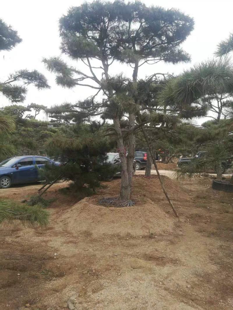 油松景观松黑松造型松，山东苗木基地直供，全国发货
