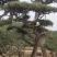 油松景观松黑松造型松，山东苗木基地直供，全国发货