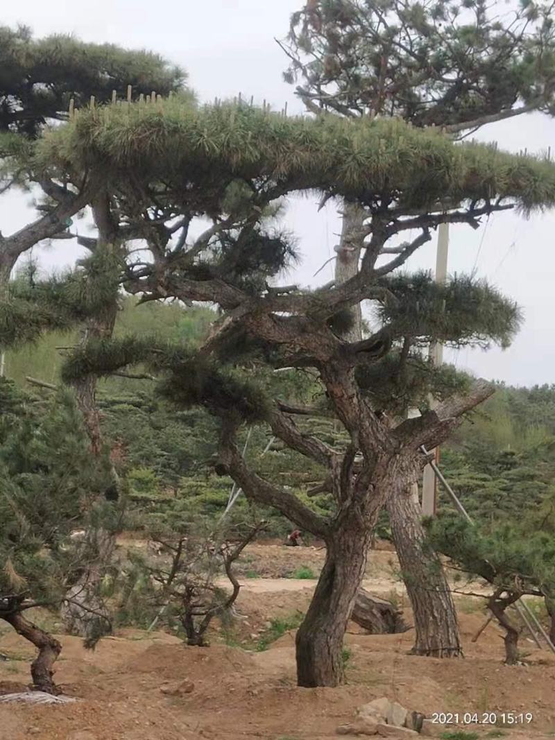 油松景观松黑松造型松，山东苗木基地直供，全国发货