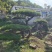 油松景观松黑松造型松，山东苗木基地直供，全国发货