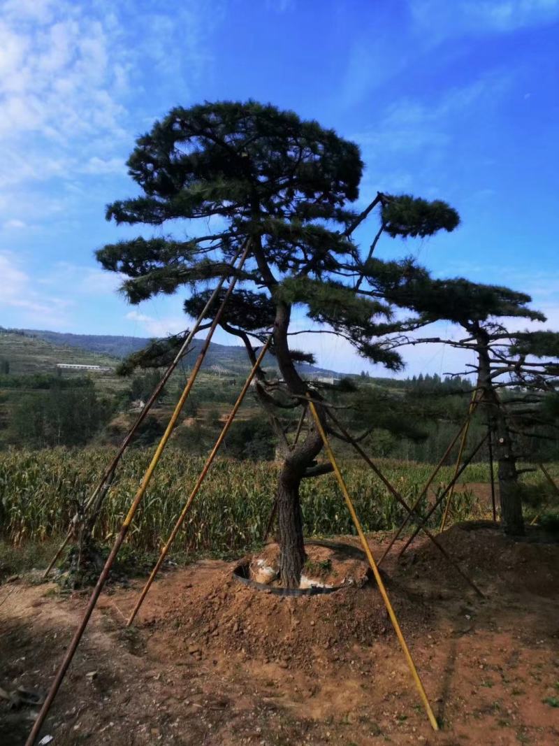 油松景观松黑松造型松，山东苗木基地直供，全国发货