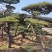 油松景观松黑松造型松，山东苗木基地直供，全国发货