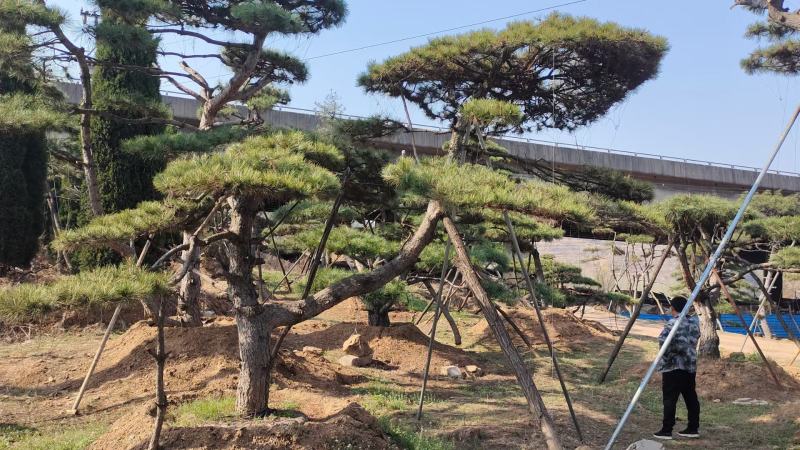 油松景观松黑松造型松，山东苗木基地直供，全国发货
