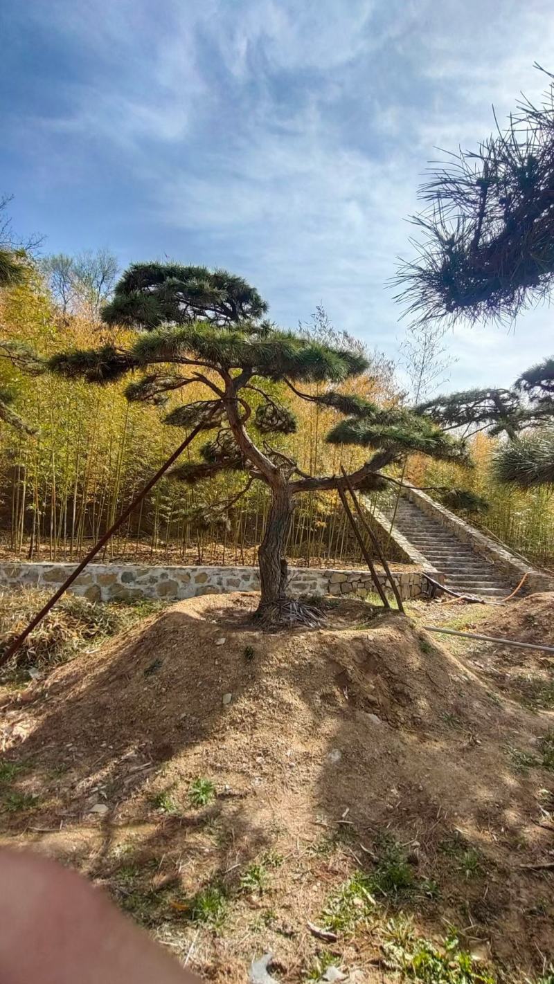 油松景观松黑松造型松，山东苗木基地直供，全国发货