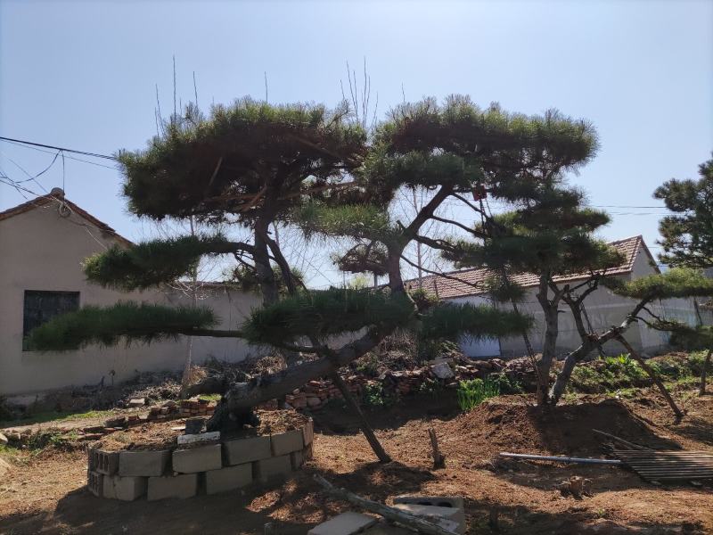 油松景观松黑松造型松，山东苗木基地直供，全国发货