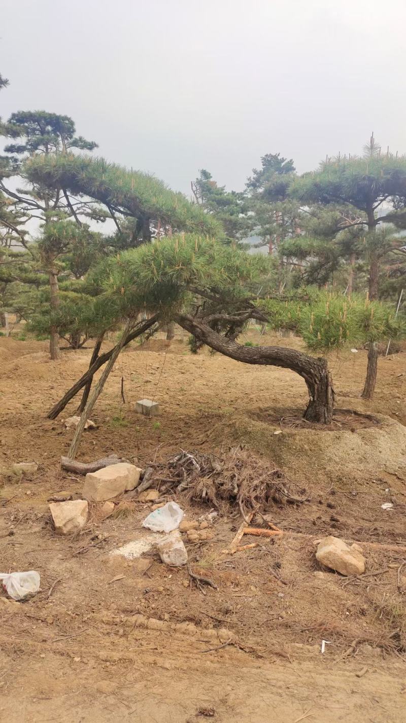 油松景观松黑松造型松，山东苗木基地直供，全国发货
