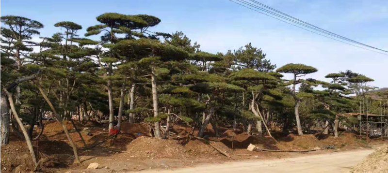 油松景观松黑松造型松，山东苗木基地直供，全国发货