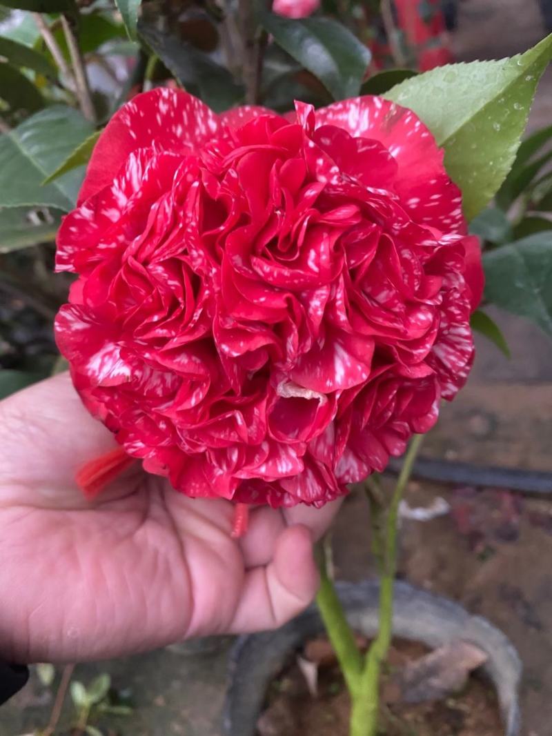 品种茶花：云斑大元帅