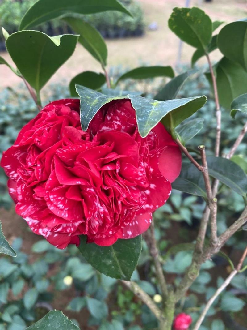 品种茶花：云斑大元帅