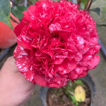 品种茶花：云斑大元帅