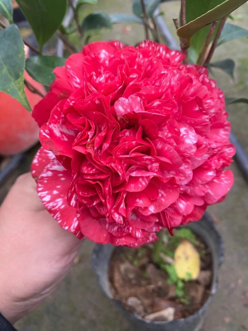 品种茶花：云斑大元帅