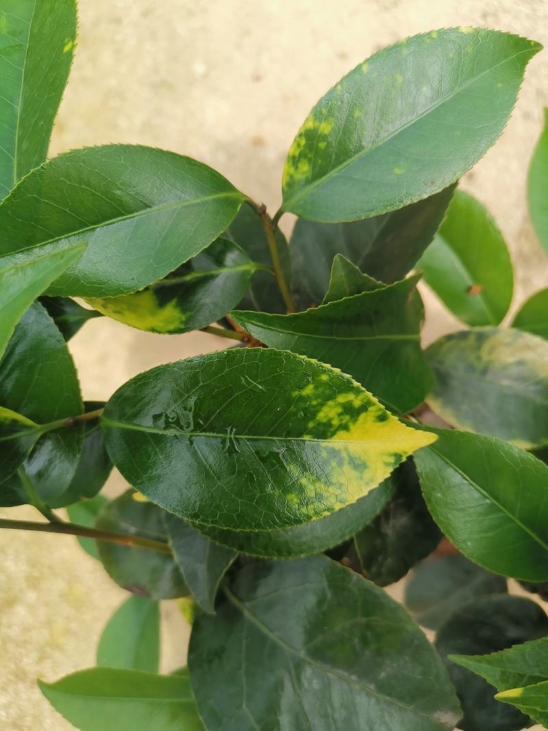 品种茶花：云斑大元帅