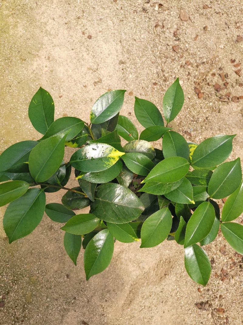 品种茶花：云斑大元帅